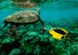Подводный дрон Chasing Dory (11597) 11597 фото 27